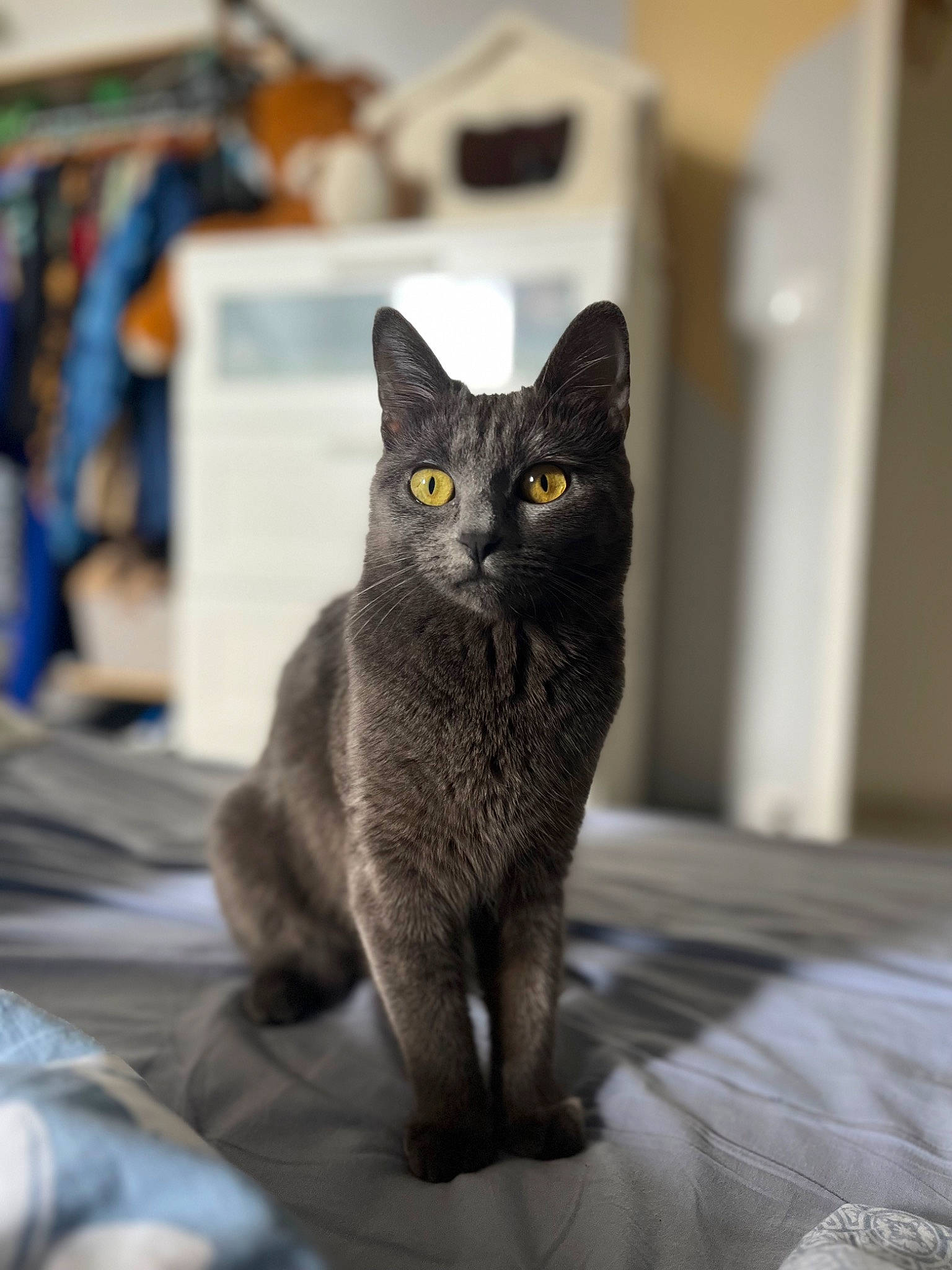 Hokori a rejoint le concours — aidez-le/la à gagner de superbes lots ! black_cat, carnivore, cat, cat_furniture, cat_supply, chartreux, claw, domestic_short_haired_cat, eye, felidae, fur, grey, paw, russian_blue, sitting, small_to_medium_sized_cats, snout, tail, whiskers