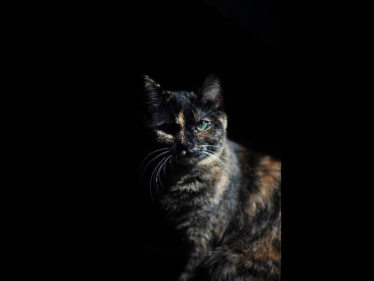 Taiyo a rejoint le concours — aidez-le/la à gagner de superbes lots ! carnivore, cat, darkness, domestic_short_haired_cat, felidae, flash_photography, fur, midnight, monochrome, monochrome_photography, night, small_to_medium_sized_cats, snout, terrestrial_animal, whiskers, wildlife