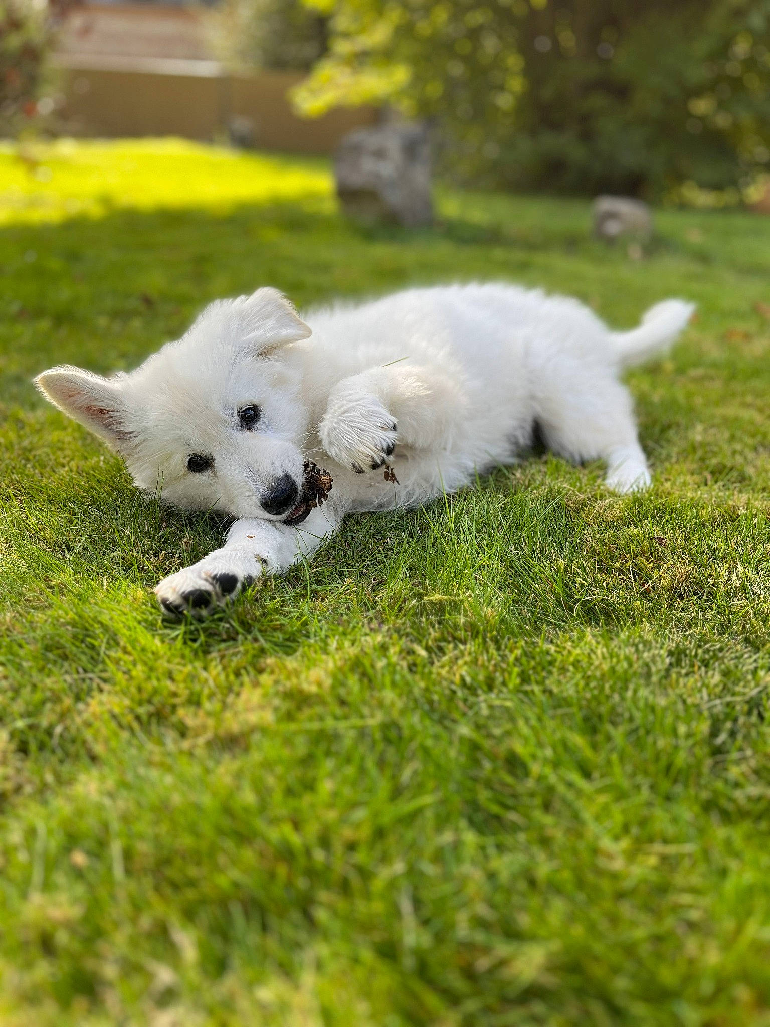 Uta participe au concours pour gagner de l'argent avec cette photo : american_eskimo_dog, canidae, carnivore, companion_dog, dog, dog_breed, grass, grassland, non_sporting_group, pasture, plant, sporting_group, tail, terrestrial_animal, tree, volpino_italiano, wildlife, working_animal