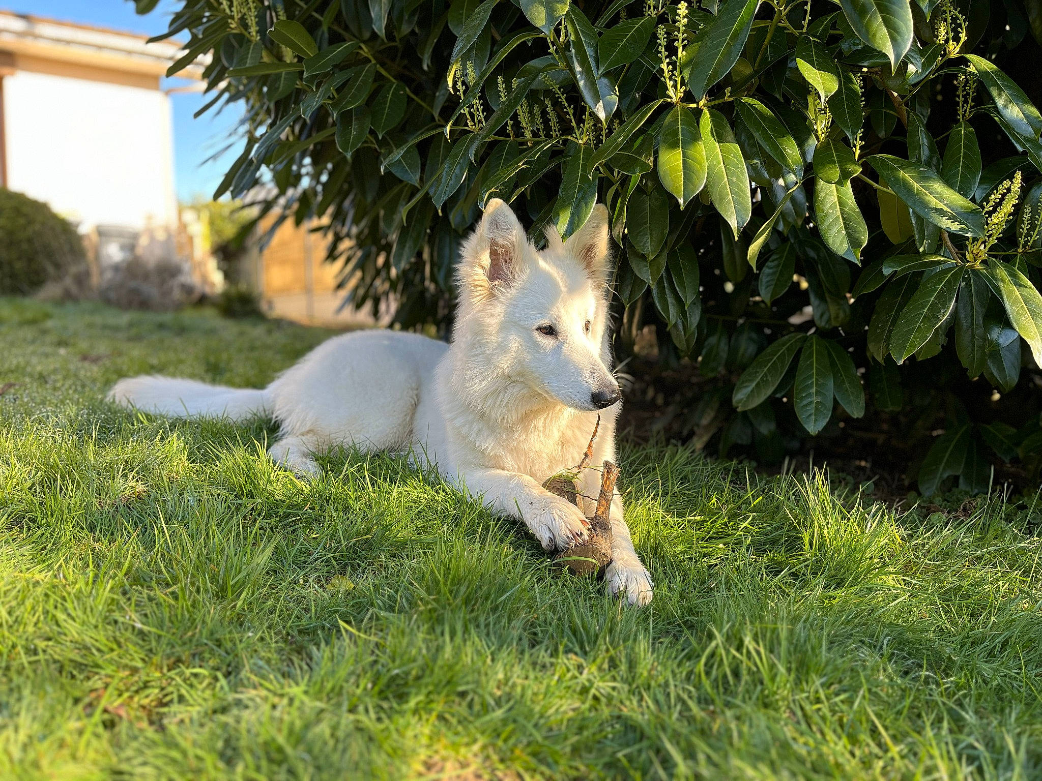 Uta participe au concours pour gagner de l'argent avec cette photo : ancient_dog_breeds, canidae, canis, carnivore, companion_dog, dog, dog_breed, fawn, garden, grass, kintamani, non_sporting_group, plant, tail, terrestrial_animal, tree, whiskers, white_shepherd, working_dog, yard