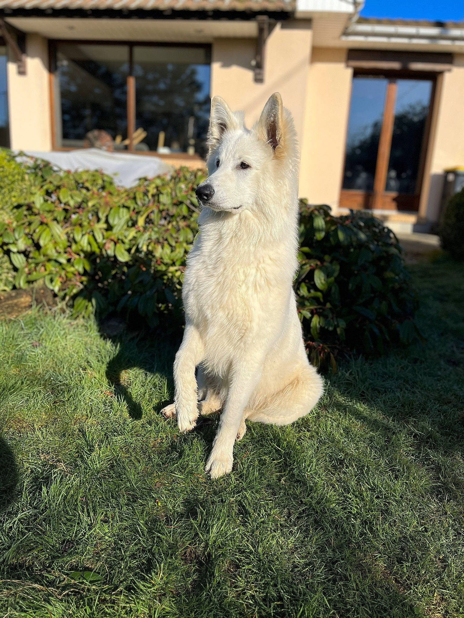 Uta participe au concours pour gagner de l'argent avec cette photo : building, canidae, canis, carnivore, companion_dog, dog, dog_breed, fur, grass, plant, snout, sporting_group, tail, terrestrial_animal, tree, wildlife, window, wolf, working_animal, working_dog