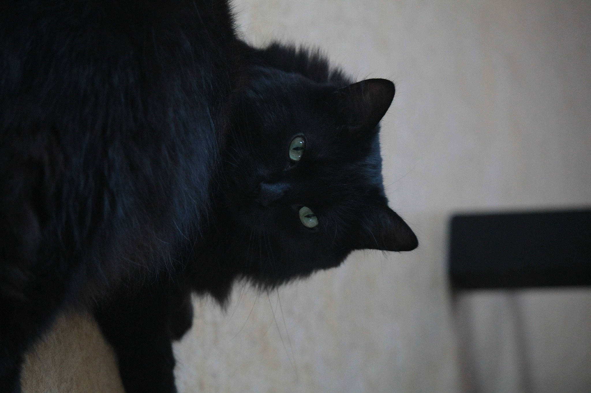 Kunoi a rejoint le concours — aidez-le/la à gagner de superbes lots ! black_cat, bombay, carnivore, cat, claw, domestic_short_haired_cat, eye, felidae, fur, grey, monochrome_photography, small_to_medium_sized_cats, tail, terrestrial_animal, tree, whiskers