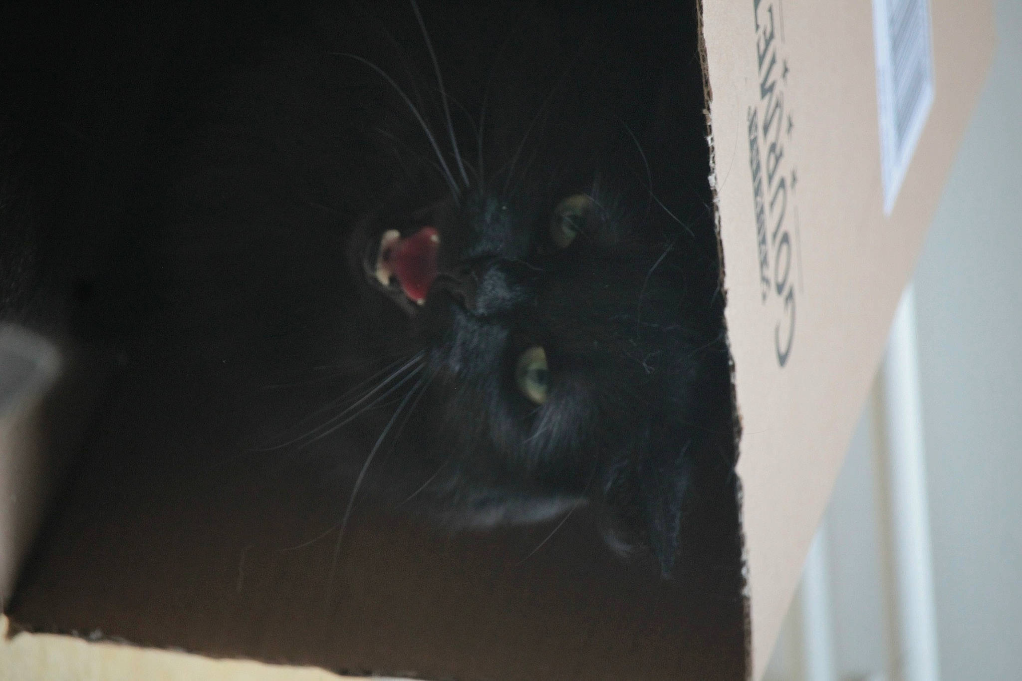 Kunoi participe au concours pour gagner de l'argent avec cette photo : black_cat, carnivore, cat, domestic_short_haired_cat, felidae, fur, grey, room, small_to_medium_sized_cats, snout, stairs, tail, terrestrial_animal, whiskers, window, wood