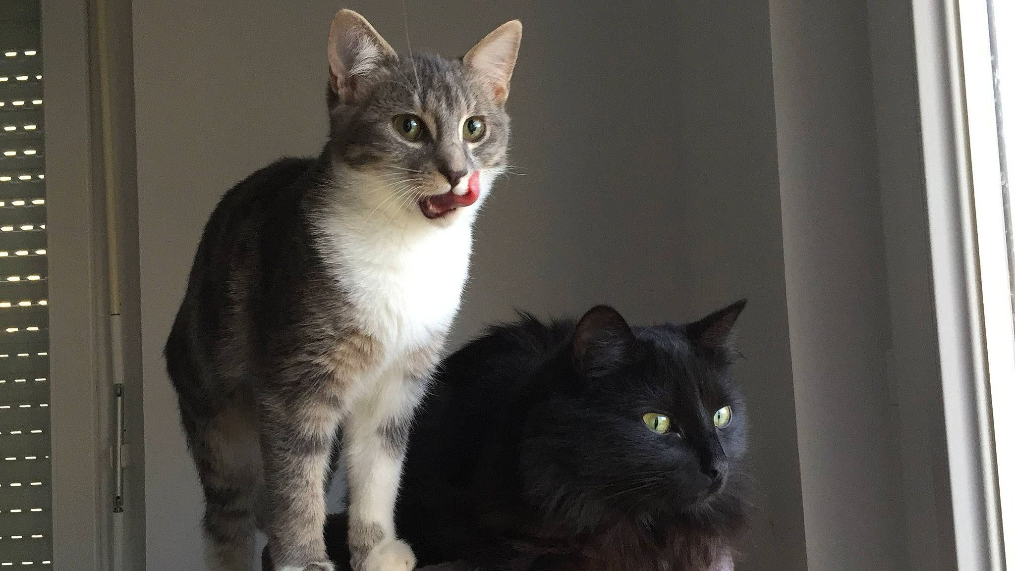 Kunoi participe au concours pour gagner de l'argent avec cette photo : carnivore, cat, domestic_short_haired_cat, door, felidae, fixture, fur, grey, paw, sitting, small_to_medium_sized_cats, snout, tail, whiskers, window