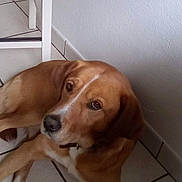 Caramel a rejoint le concours — aidez-le/la à gagner de superbes lots ! beagador, beagle, canidae, carnivore, companion_dog, dog, dog_breed, fawn, harrier, hound, hunting_dog, mammal, portuguese_pointer, posavac_hound, rare_breed_dog, snout, sporting_group, vertebrate