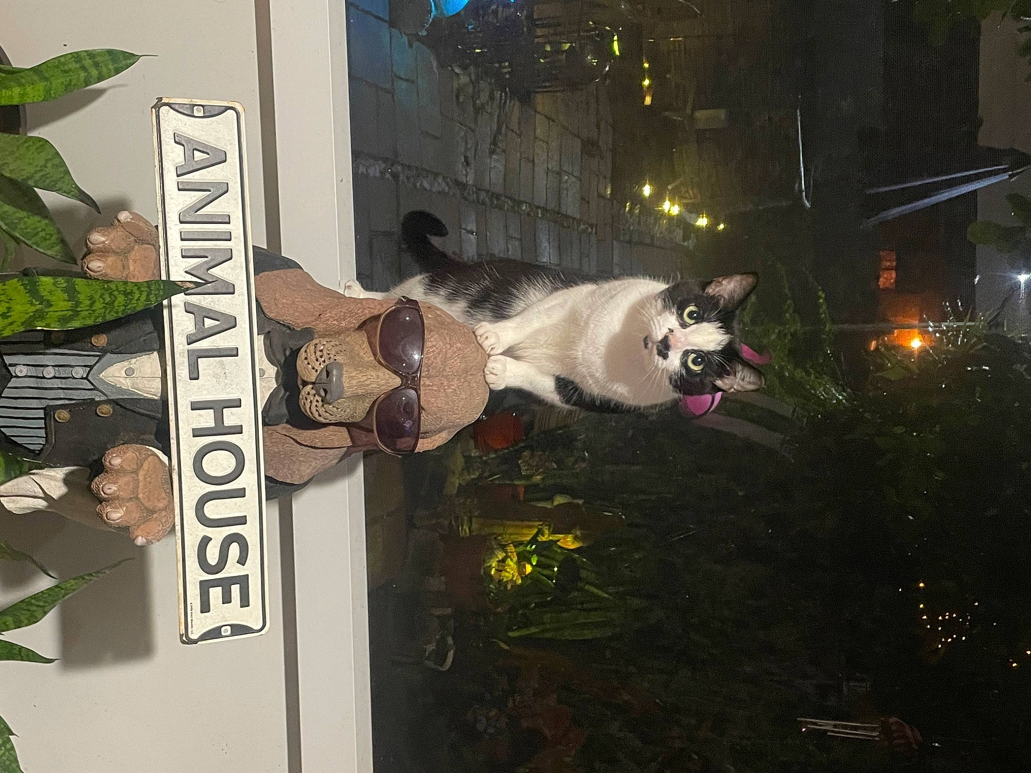 Miki is registered to the contest to win money with this photo: art, building, city, event, font, fur, holiday, midnight, night, plant, signage, tradition, tree, window, winter