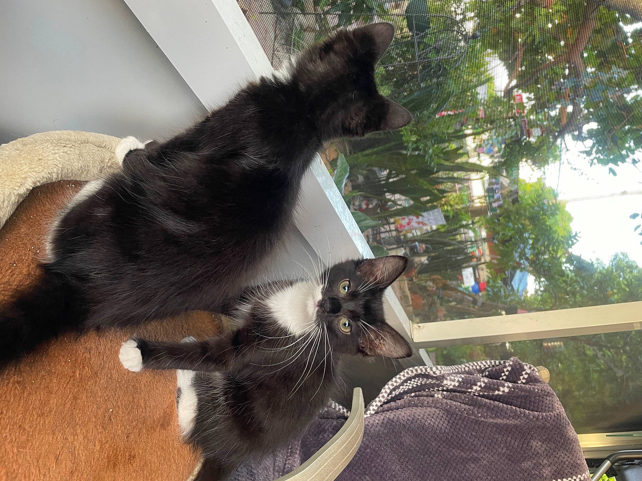 Miki joined the competition — help win amazing prizes! black_cat, canidae, carnivore, cat, cat_supply, claw, comfort, dog_breed, domestic_short_haired_cat, felidae, fur, grass, paw, plant, small_to_medium_sized_cats, snout, tail, tree, whiskers, window