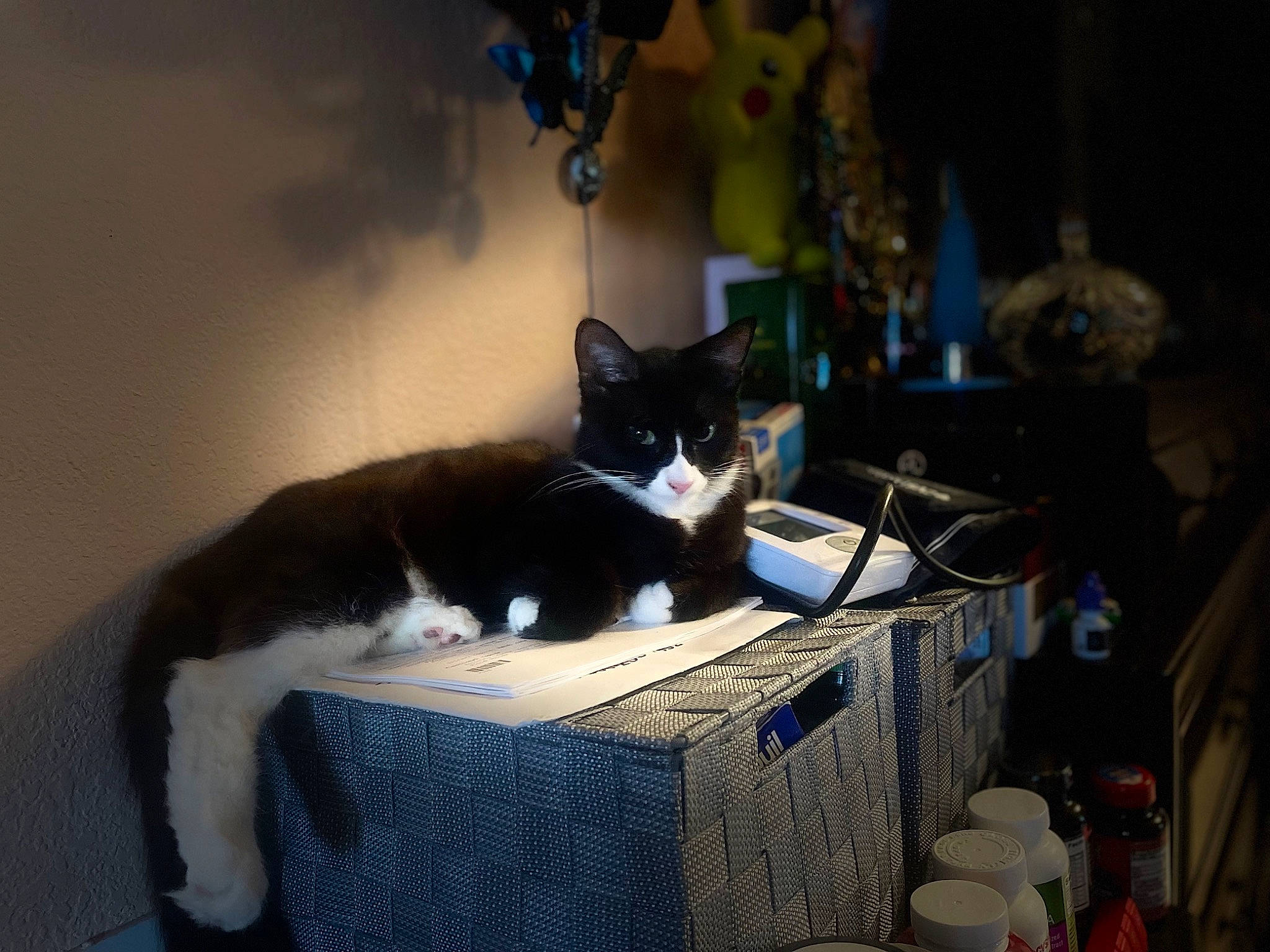 Miki joined the competition — help win amazing prizes! box, carnivore, cat, comfort, domestic_short_haired_cat, felidae, formal_wear, fur, linens, plant, room, sitting, small_to_medium_sized_cats, table, tablecloth, tail, whiskers