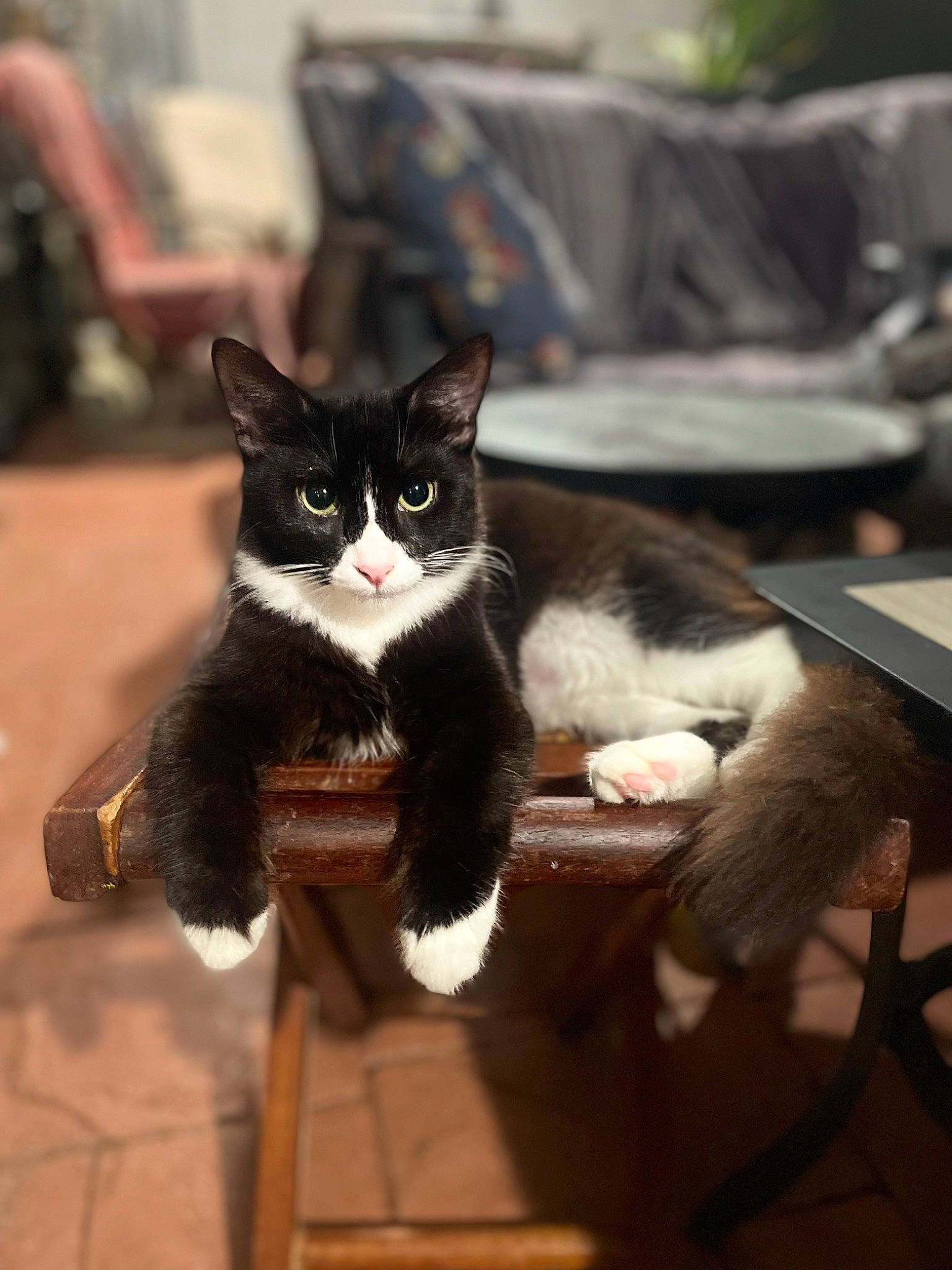 Miki joined the competition — help win amazing prizes! carnivore, cat, comfort, domestic_short_haired_cat, felidae, flooring, formal_wear, fur, hardwood, mammal, monochrome_photography, sitting, small_to_medium_sized_cats, table, tail, tree, vertebrate, whiskers, window, wood