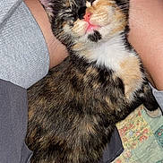 Rabbit is registered to the contest to win money with this photo: kitten, cat, tortoiseshell, sleeping, pet, animal, fur, whiskers, pink_nose, person, legs, quilt, indoor, closeup, cute, resting, cozy, soft, small, domestic_animal
