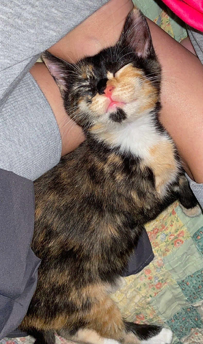 Rabbit is registered to the contest to win money with this photo: kitten, cat, tortoiseshell, sleeping, pet, animal, fur, whiskers, pink_nose, person, legs, quilt, indoor, closeup, cute, resting, cozy, soft, small, domestic_animal