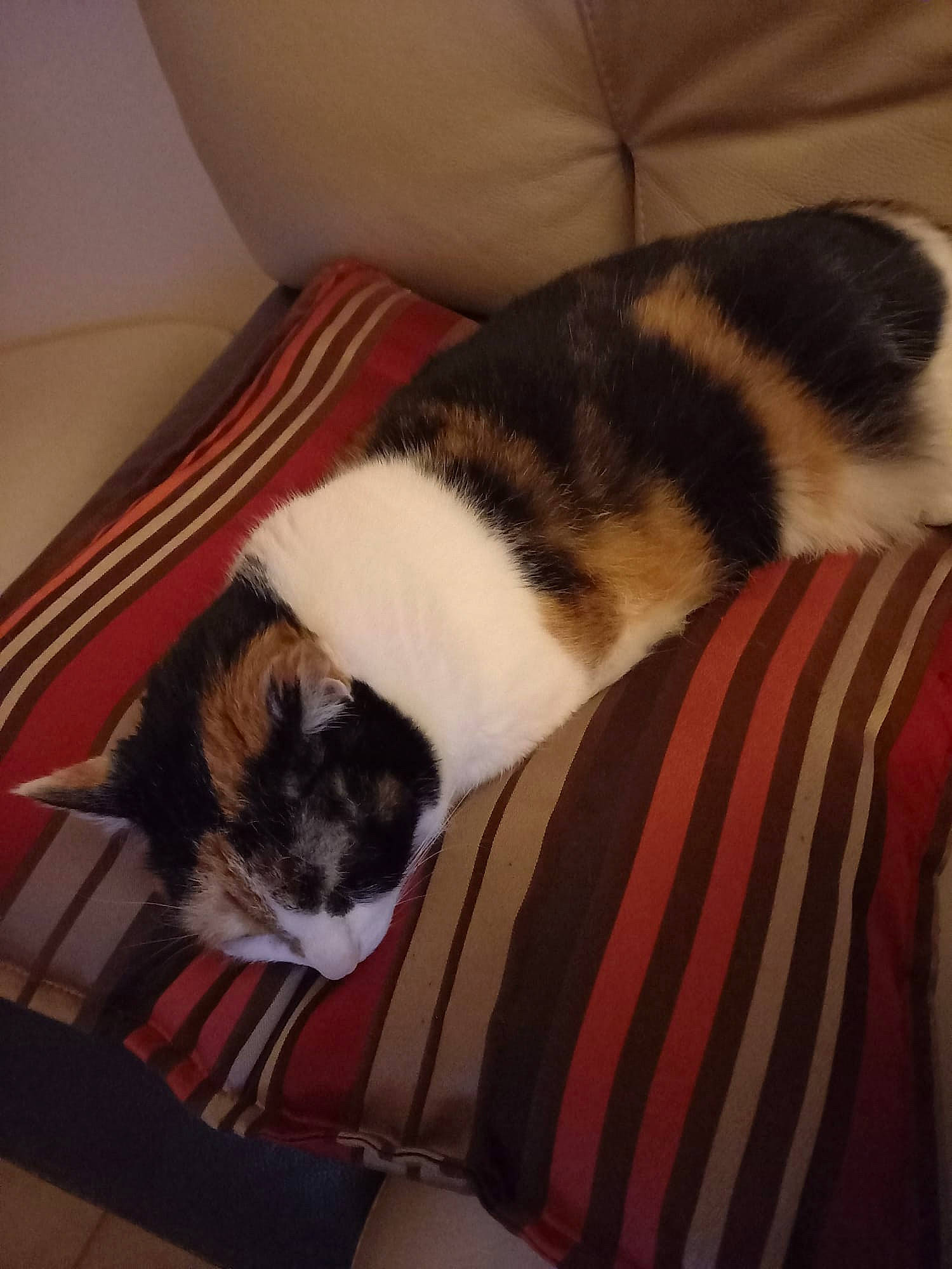 Kira a rejoint le concours — aidez-le/la à gagner de superbes lots ! carnivore, cat, cloud, comfort, companion_dog, couch, dog_breed, domestic_short_haired_cat, fawn, felidae, fur, human_leg, mammal, paw, small_to_medium_sized_cats, snout, sporting_group, tail, whiskers, wood