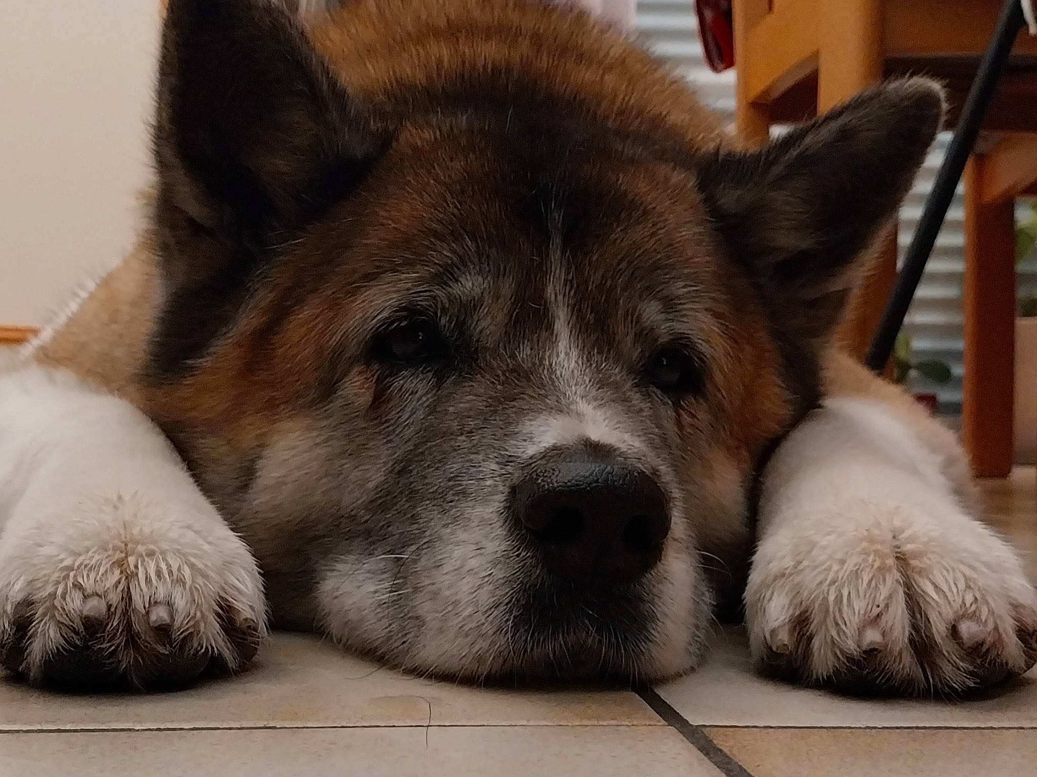 Jyssie participe au concours pour gagner de l'argent avec cette photo : canidae, canis, carnivore, comfort, companion_dog, dog, dog_breed, fawn, flooring, foot, fur, snout, sporting_group, tail, terrestrial_animal, whiskers, wildlife, wood, working_animal, working_dog