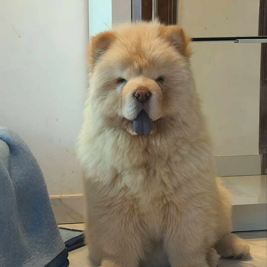 Valentino participe au concours pour gagner de l'argent avec cette photo : animal, blue_tongue, canine, chow_chow, companion, cream_color, cute, dog, domestic, face, floor, fluffy, fur, furry, indoor, paw, pet, portrait, sitting, tile