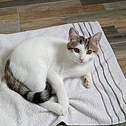 Aiko a rejoint le concours — aidez-le/la à gagner de superbes lots ! cat, white_cat, tabby_cat, towel, striped_towel, wooden_floor, floor_tiles, pet, animal, indoor, resting, lying_down, feline, domestic_cat, curious, looking_at_camera, relaxed, cozy, soft_texture, home