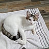 animal, cat, cozy, curious, domestic_cat, feline, floor_tiles, home, indoor, looking_at_camera, lying_down, pet, relaxed, resting, soft_texture, striped_towel, tabby_cat, towel, white_cat, wooden_floor