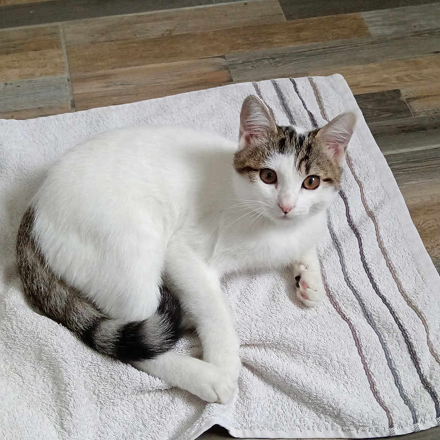 Aiko