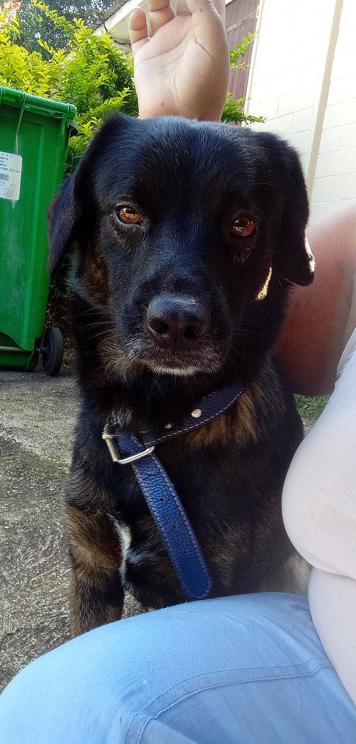 Renoi a rejoint le concours — aidez-le/la à gagner de superbes lots ! borador, carnivore, collar, companion_dog, dog, dog_breed, dog_collar, gas, green, gun_dog, liver, plant, snout, sporting_group, tire, waste_container, waste_containment, wheel, whiskers, working_animal