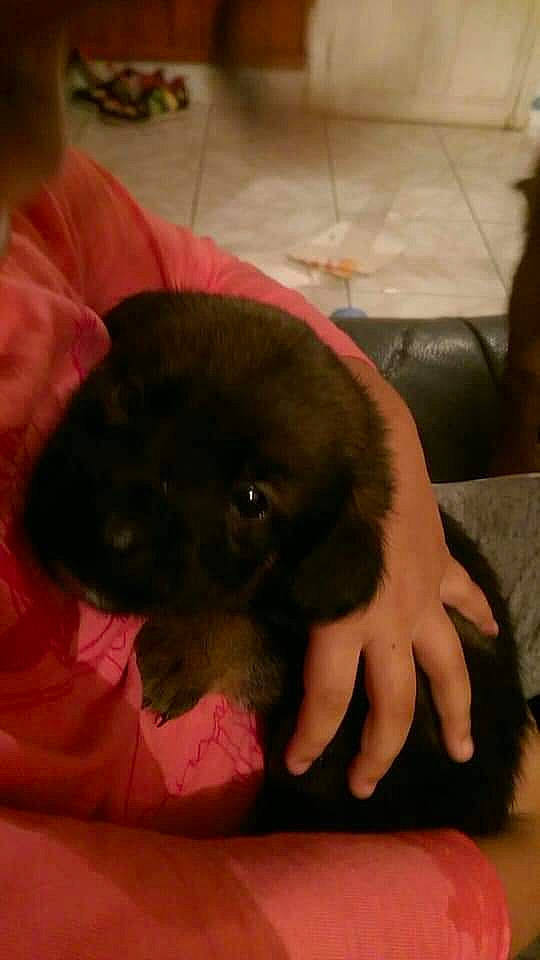 Renoi participe au concours pour gagner de l'argent avec cette photo : canidae, carnivore, cloud, comfort, companion_dog, dog, dog_breed, fawn, fur, gesture, liver, nail, paw, pet_supply, snout, sporting_group, toy_dog, whiskers, working_animal, wrist