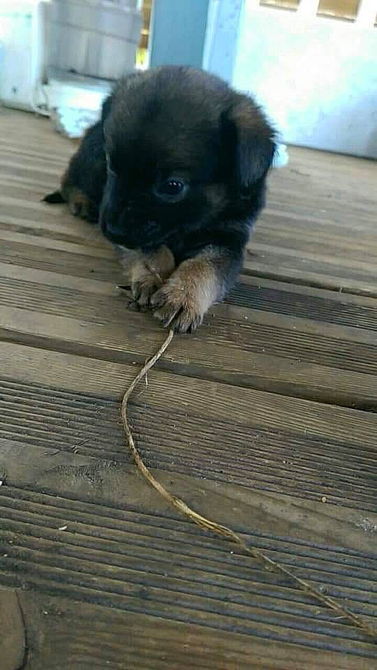 Renoi a rejoint le concours — aidez-le/la à gagner de superbes lots ! carnivore, companion_dog, dog, dog_breed, fawn, floor, flooring, foot, fur, hardwood, liver, paw, snout, tail, terrestrial_animal, toy_dog, whiskers, wood, wood_flooring, working_animal