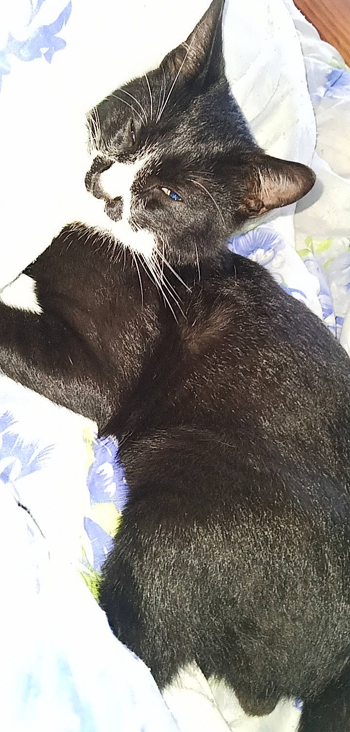 Mako participe au concours pour gagner de l'argent avec cette photo : black_cat, bombay, carnivore, cat, claw, domestic_short_haired_cat, electric_blue, eye, felidae, fur, gesture, paw, plant, small_to_medium_sized_cats, snout, tail, terrestrial_animal, whiskers