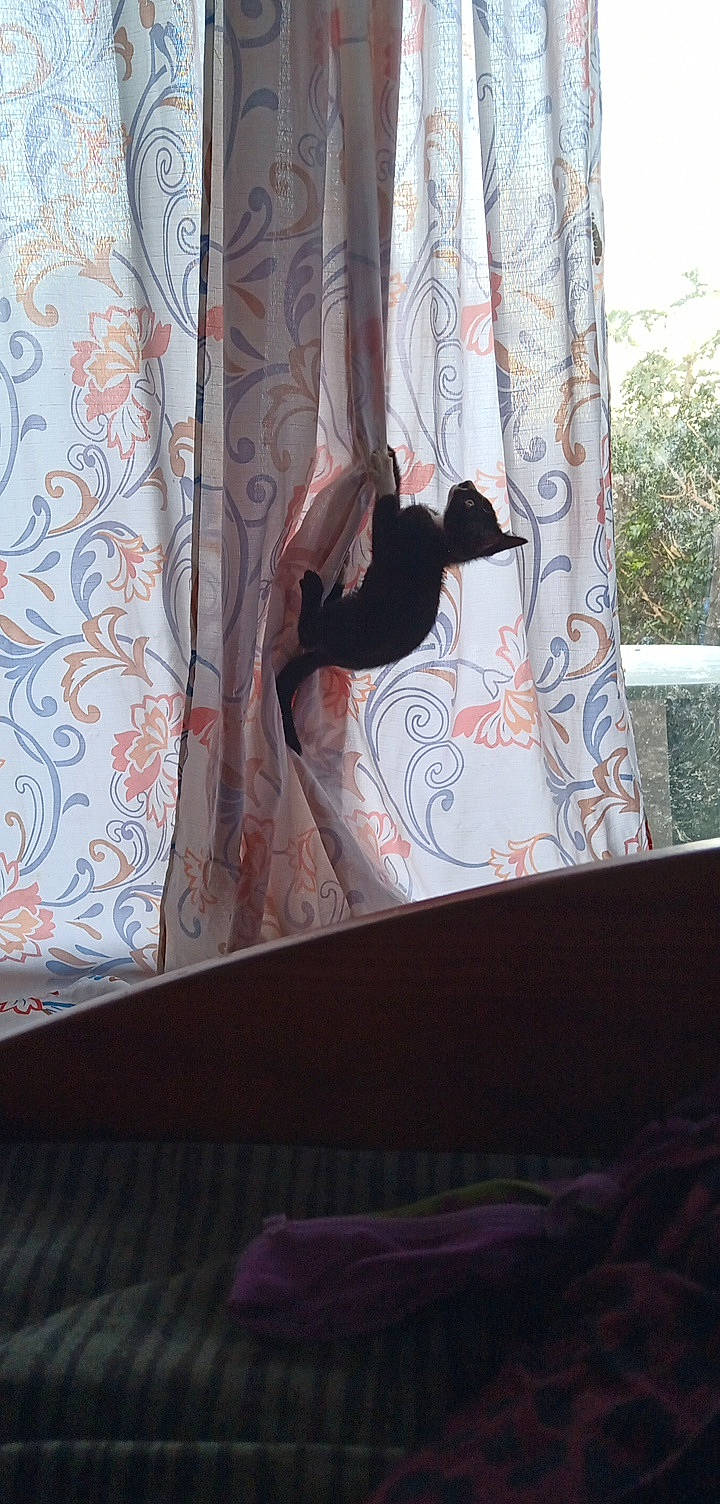 Mako participe au concours pour gagner de l'argent avec cette photo : adventure, ceiling, climbing, flooring, fun, leisure, linens, magenta, pattern, plant, recreation, room, textile, tints_and_shades, tree, visual_arts, wall, window, window_treatment, wood