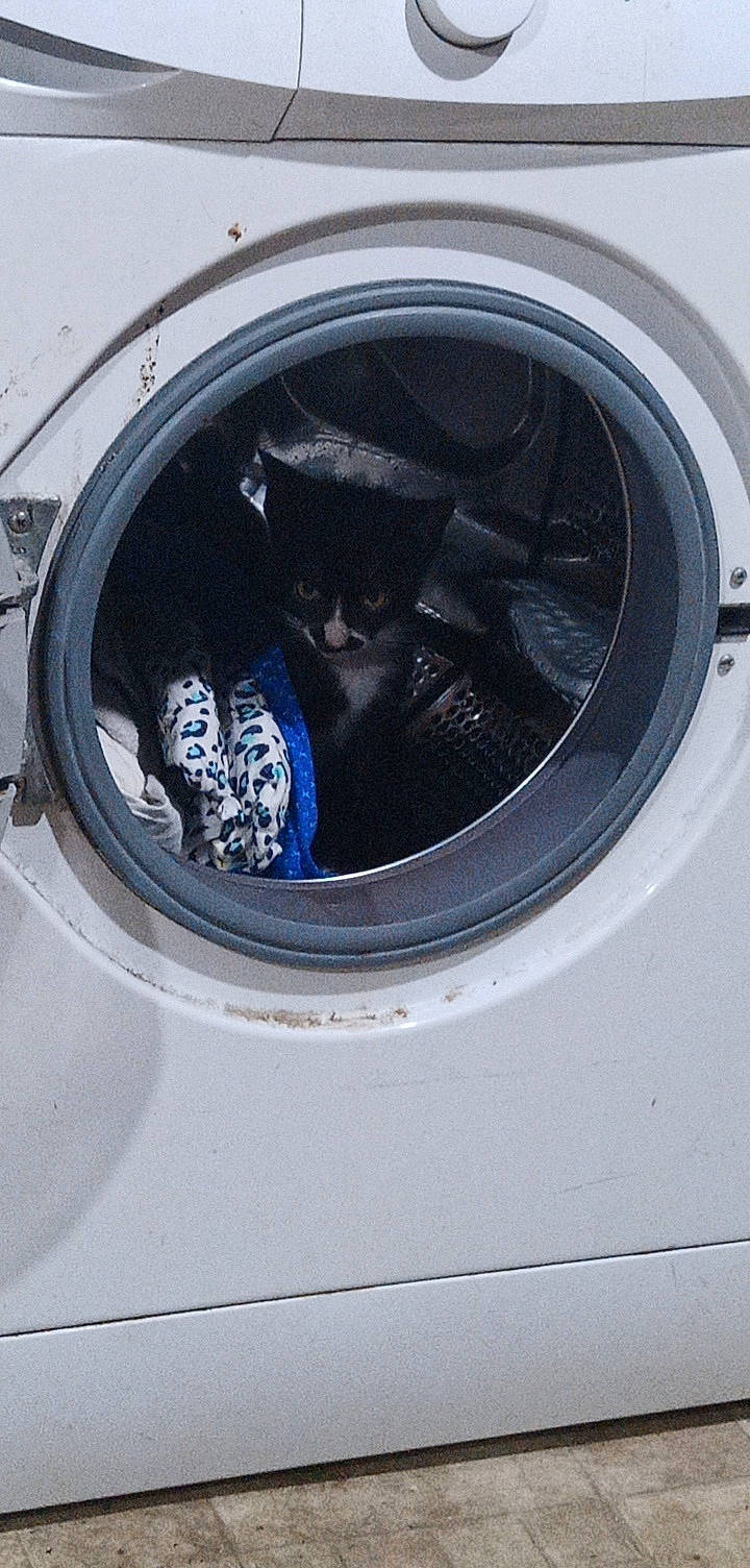 Mako a rejoint le concours — aidez-le/la à gagner de superbes lots ! alloy_wheel, automotive_design, automotive_exterior, automotive_lighting, automotive_tire, bumper, car, fender, gas, hood, major_appliance, motor_vehicle, personal_luxury_car, rim, tire, tread, vehicle, washing_machine, wheel, window