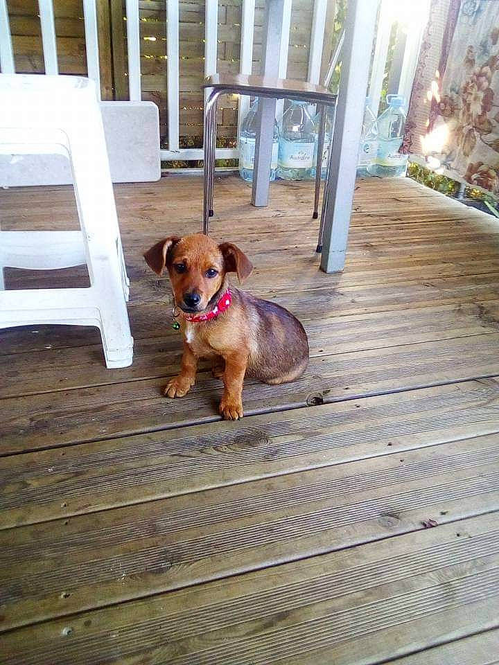 Laïka participe au concours pour gagner de l'argent avec cette photo : carnivore, chair, collar, companion_dog, dog, dog_breed, dog_collar, dog_supply, fawn, floor, flooring, hardwood, leash, liver, pet_supply, snout, sporting_group, wood, wood_stain, working_animal