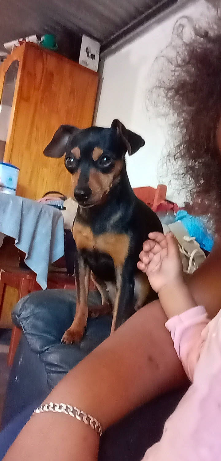 Maïa a rejoint le concours — aidez-le/la à gagner de superbes lots ! canidae, carnivore, comfort, companion_dog, dog, dog_breed, dog_supply, fawn, fur, gesture, guard_dog, nail, paw, snout, sporting_group, toy_dog, whiskers, working_animal, working_dog, wrist