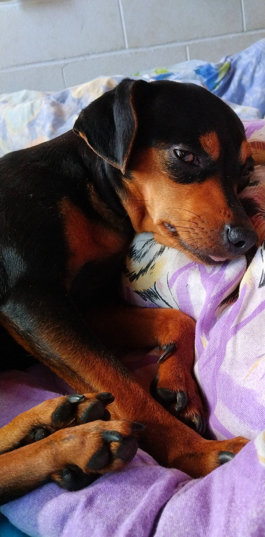 Maïa participe au concours pour gagner de l'argent avec cette photo : canidae, carnivore, comfort, companion_dog, dog, dog_breed, fawn, hound, hunting_dog, scent_hound, sporting_group, working_animal, working_dog