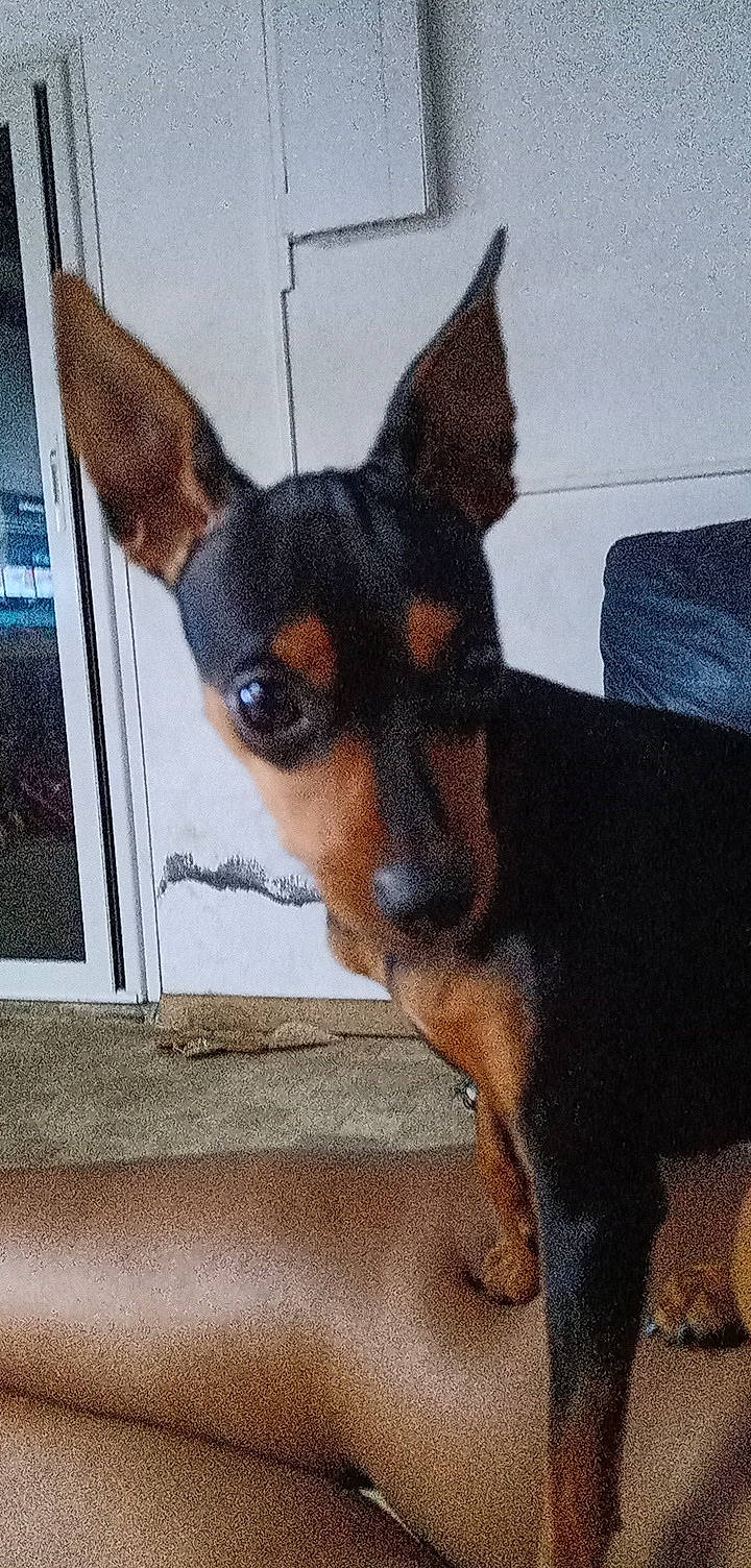 Maïa a rejoint le concours — aidez-le/la à gagner de superbes lots ! canidae, carnivore, companion_dog, dog, dog_breed, dog_supply, fawn, fur, mammal, pinscher, prazsky_krysarik, puppy, snout, sporting_group, terrestrial_animal, toy_dog, vertebrate, whiskers, working_animal, working_dog