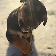 Ripley is registered to the contest to win money with this photo: dog, puppy, stick, snow, sunlight, lens_flare, bokeh, shallow_depth_of_field, outdoor, play, chewing, black_and_brown_coat, paw, close_up, pet, nature, winter, shadow, portrait, joyful