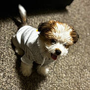 Peanut joined the competition — help win amazing prizes! puppy, dog, hoodie, pet, cute, fluffy, tongue_out, indoor, carpet, small_dog, young, animal, fur, sitting, adorable, mammal, domestic_animal, playful, cozy, friendly