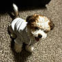 puppy, dog, hoodie, pet, cute, fluffy, tongue_out, indoor, carpet, small_dog, young, animal, fur, sitting, adorable, mammal, domestic_animal, playful, cozy, friendly