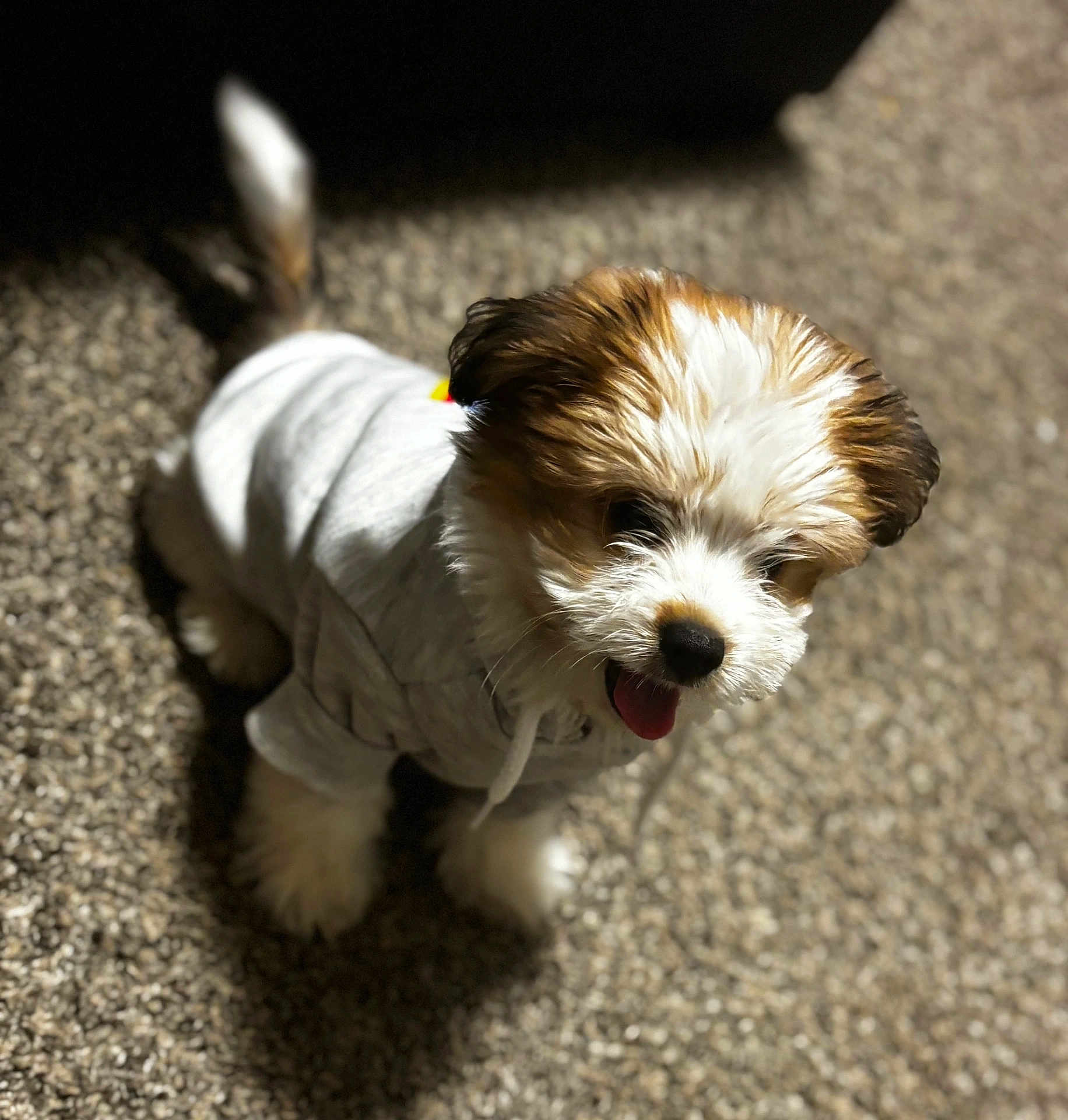 Peanut joined the competition — help win amazing prizes! puppy, dog, hoodie, pet, cute, fluffy, tongue_out, indoor, carpet, small_dog, young, animal, fur, sitting, adorable, mammal, domestic_animal, playful, cozy, friendly