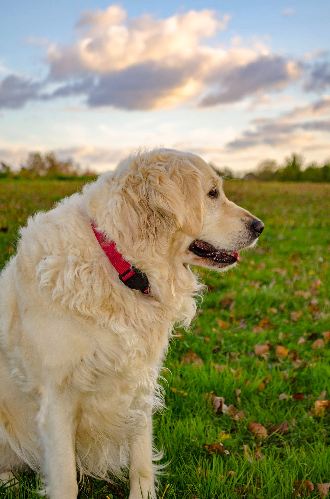 Iana participe au concours pour gagner de l'argent avec cette photo : ball, carnivore, cloud, collar, companion_dog, cumulus, dog, dog_breed, grass, grassland, gun_dog, happy, meadow, people_in_nature, plant, retriever, sky, sporting_group, tree, working_dog