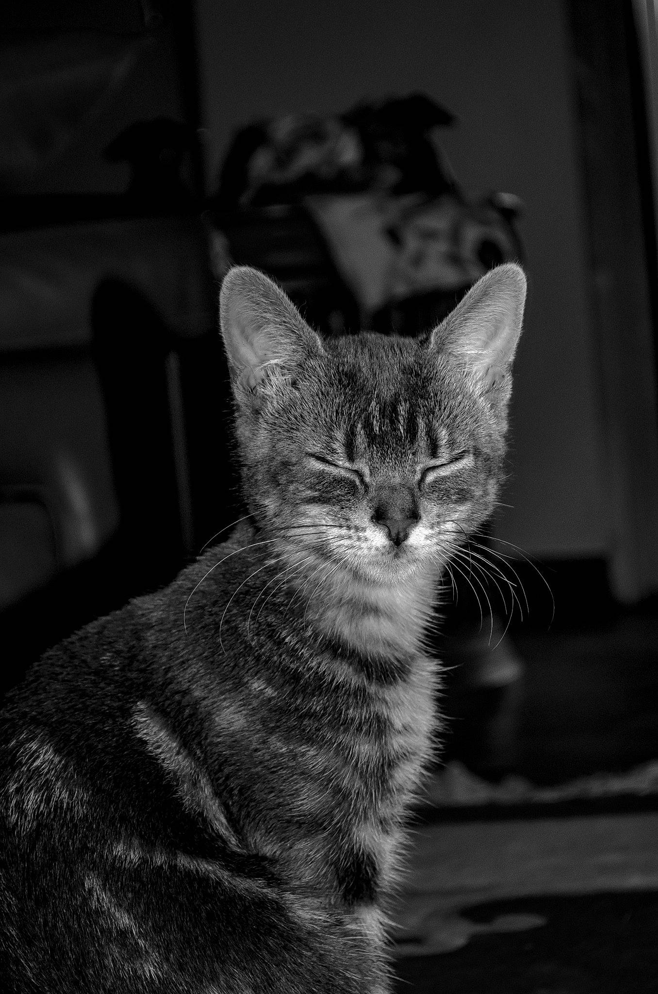 Sayah participe au concours pour gagner de l'argent avec cette photo : black, black_and_white, carnivore, cat, darkness, domestic_short_haired_cat, eye, felidae, grey, head, human_body, iris, monochrome, monochrome_photography, small_to_medium_sized_cats, snout, style, tail, terrestrial_animal, whiskers