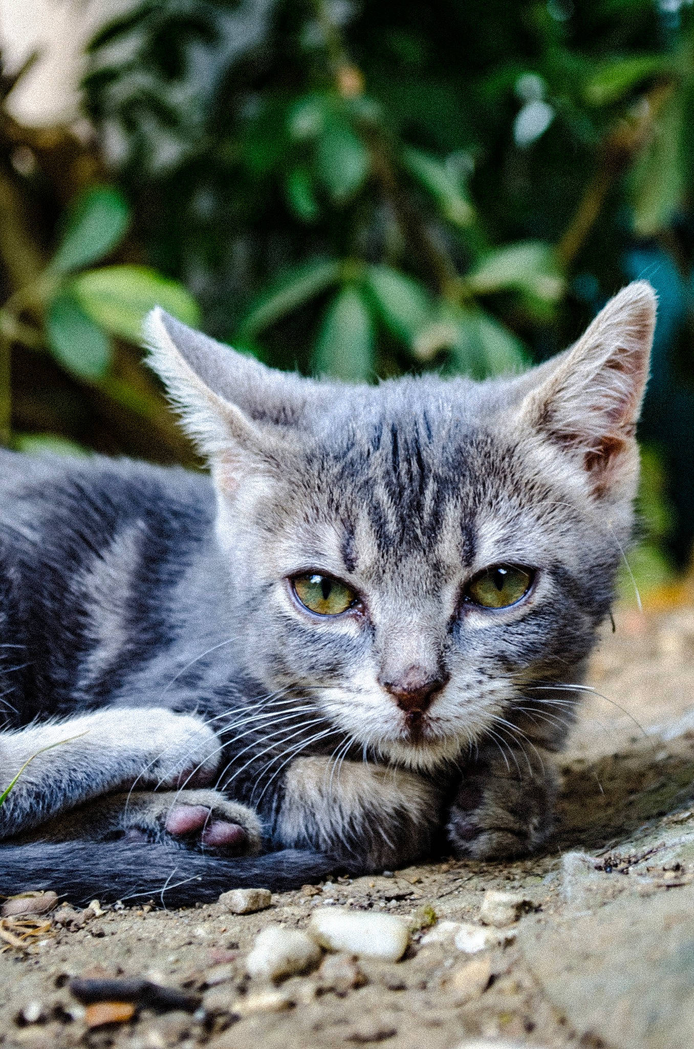 Sayah a rejoint le concours — aidez-le/la à gagner de superbes lots ! carnivore, cat, domestic_short_haired_cat, felidae, fur, grass, grey, paw, plant, sitting, small_to_medium_sized_cats, snout, tail, terrestrial_animal, whiskers, wildlife
