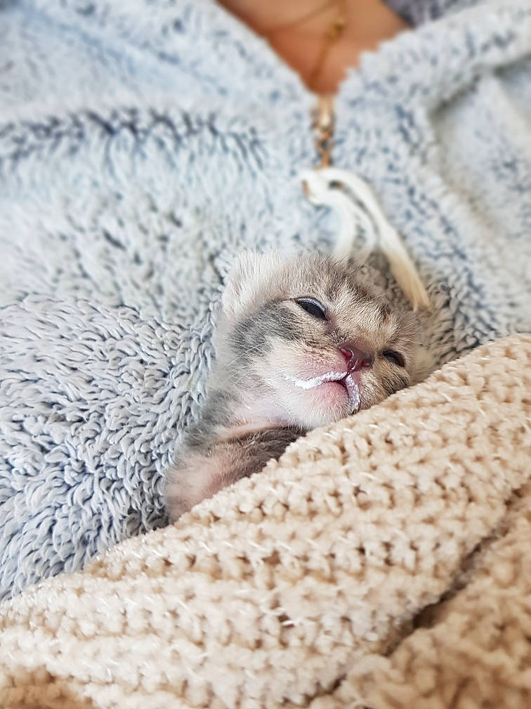 Sayah a rejoint le concours — aidez-le/la à gagner de superbes lots ! carnivore, cat, claw, comfort, domestic_short_haired_cat, fawn, felidae, fur, grey, linens, pattern, sleeve, small_to_medium_sized_cats, snout, terrestrial_animal, whiskers, wood, wool, woolen, woven_fabric