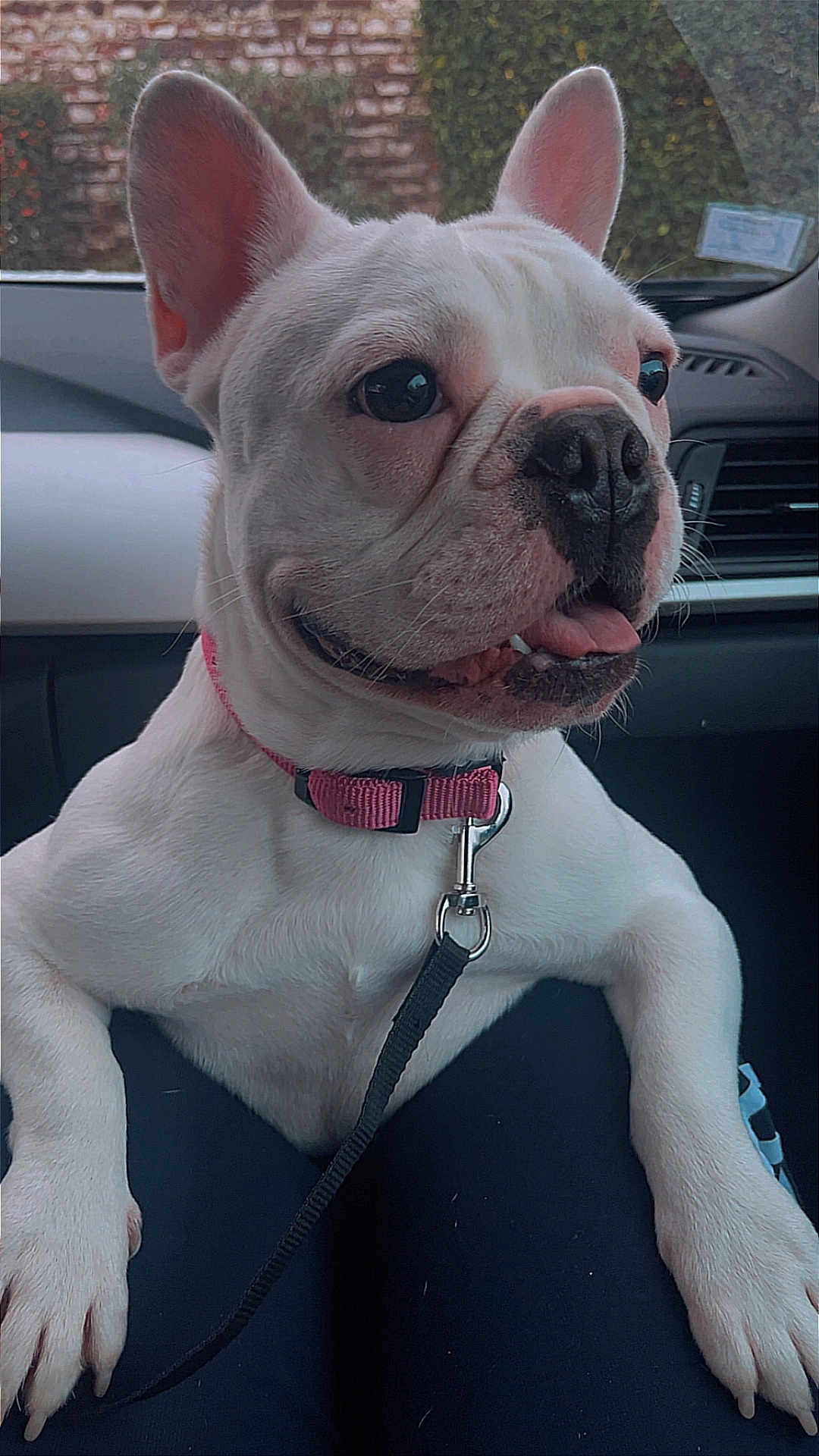 Beauté participe au concours pour gagner de l'argent avec cette photo : dog, french_bulldog, white_dog, pet, canine, collar, leash, car_interior, lap, happy, tongue_out, ears, close_up, animal, companion, cute, indoor, seat, window, smiling