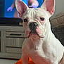 dog, french_bulldog, white_dog, pet, indoor, living_room, orange_rug, ears, close_up, sitting, canine, animal, fur, cute, companion, portrait, household, domestic, mammal, watching