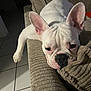 dog, french_bulldog, white_dog, pet, couch, indoor, sleepy, relaxed, paw, ears, fur, texture, tile_floor, home, animal, companion, cute, resting, cozy, closeup