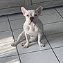 Beauté participe au concours pour gagner de l'argent avec cette photo : dog, french_bulldog, white_dog, pet, indoor, tile_floor, wooden_cabinet, sitting, canine, animal, companion, household, light_and_shadow, portrait, cute, domestic, ears, floor, fur, expression