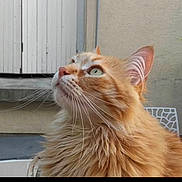 Pegass participe au concours pour gagner de l'argent avec cette photo : animal, cat, closeup, curious, ears, feline, fluffy, fur, green_eyes, head, looking_up, nature, orange_cat, outdoor, pet, portrait, side_view, wall, whiskers, window_shutter