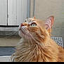 animal, cat, closeup, curious, ears, feline, fluffy, fur, green_eyes, head, looking_up, nature, orange_cat, outdoor, pet, portrait, side_view, wall, whiskers, window_shutter