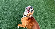 Roskal Tha Raskal joined the competition — help win amazing prizes! animal, artificial_grass, backyard, brown_dog, bulldog, collar, dog, fence, happy, lawn, open_mouth, outdoor, pet, playful, portrait, smiling, standing, tail, twisting, white_markings