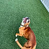 animal, artificial_grass, backyard, brown_dog, bulldog, collar, dog, fence, happy, lawn, open_mouth, outdoor, pet, playful, portrait, smiling, standing, tail, twisting, white_markings