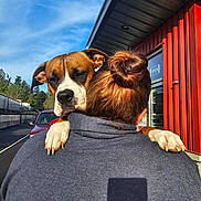 Roskal Tha Raskal joined the competition — help win amazing prizes! architecture, brown_and_white, building, clouds, daylight, dog, entrance, funny_pose, open_sign, outdoor, parking_lot, paws, person, portrait, red_building, short_hair, shoulders, sky, trees, vehicle
