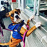 Roskal Tha Raskal joined the competition — help win amazing prizes! blue_clothing, boxer_dog, brown_and_white, building, cars, collar, counter, dog, funny_pose, harness, kiosk, leash, orange_clothing, outdoor, paws, photography, pink_leash, service_window, standing, street