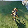 Roskal Tha Raskal joined the competition — help win amazing prizes! animal, artificial_turf, backyard, bone_toy, bulldog, cape, costume, dog, fence, open_mouth, outdoor, pet, playful, purple_toy, running, second_dog, shadows, standing, sunlight, superhero